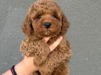 Sağlık Ve Irk Garantili Teacup Poodle