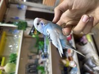 YAVRU RENK GÜZELİ EVCİL MUHABBET KUŞU