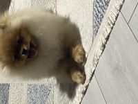 Orijinal ayı surat pomeranian boo