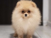 Çok özel tea cup pomeranian yavrularımız