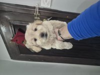 Maltipoo yavrum 55 gunluk