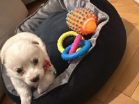 Maltipoo yavru