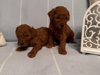 Dişi ve erkek aşılı wc eğitimli kore kan toy poodle