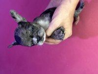 Merle French Bulldog Yavrusu