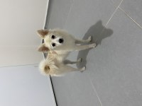 5 aylık dişi pomeranian spitz