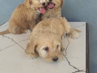 Maltipoo bebekler