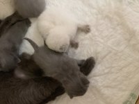 Muhteşem British shorthair yavrularımız