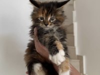 Xxxl Maine Coon Erkek
