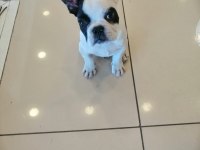 Türünün en güzeli yavru french bulldog