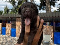 Labrador retriever