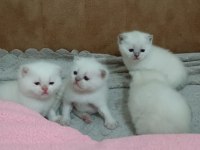 Kaliteli sağlıklı british shorthair yavrular