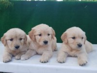 Elit Patiler Farkıyla Golden Retriever Yavrular