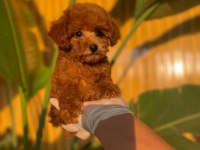 Toy Poodle Bebekler Referans Yavrular