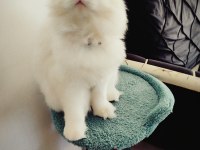 Scottish fold yavru kedimiz uygun şartlarla
