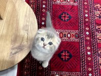 Scottish Fold A Kalite Top Kafa Golden Ay 11