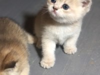 Üst düzey scottish fold yavrular