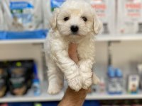 TÜY DÖKMEYEN TEACUP MİNİ MALTESE TERRİER