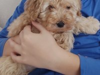 Çok sevimli erkek Maltipoo