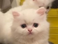 Sarkan british longhair