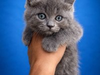 2 Aylık Tuvalet Eğitimli British Shorthair
