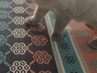Bluepoint anne kedimiz kısır değil sahiplendirme