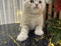 British shorthair yavru kediler