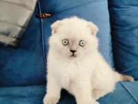Scottish fold yavruları