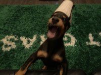 BAŞINIZA BİR OMUZ AĞLAMA DUVARI DOBERMAN A KALİTE