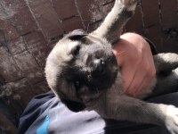 Kangal köpekler 1 aylık aslan yavruları