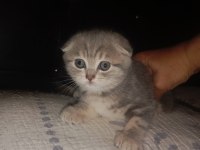 Scottish fold yavrularına yuva arıyorum