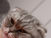Uygun yavru scottish fold dişi