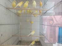 Açık renk kanaryalar sahibini bekliyor