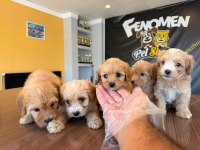EN GÜZELİNİ ARAYANLARA MALTİPOO YAVRULAR HAZIR ANKARA 