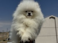 Petmode köpek çiftliğinde ziyarete açık  pomeranian
