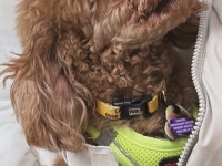 Poodle kızımız