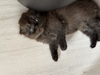 45 günlük scottish fold