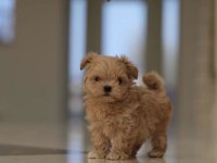 Kore Maltipoo yavrular aşılı