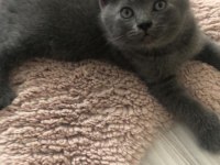 Gri British Shorthair oğluşumuz