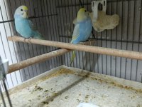 Alıştırmalık Rainbow Muhabbet Kuşu Bebekler