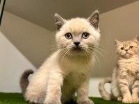 Irk Ve Sağlık Garantili Blupoint British Shorthair