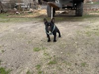 Tam oyuncu french dişi köpeğimiz yer sıkıntısı olduğu için