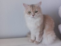 10 aylık dişi ay12 british