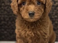 Toy Poodle Saf Irk