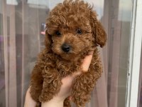Kore yavrusu a kalite orjinal toy poodle yavrular
