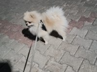 1 Yaşında Erkek Pomeranian Boo