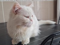 ücretsiz sahiplendirme british shorthair