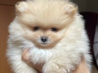 2 aylık pomeranian boo dişi