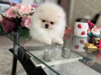 MİNİ BOY AYICIK POMERANİAN