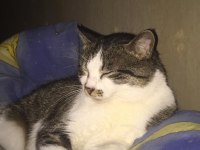 KEDİMİZİ MALZEMELERİ İLE BİRLİKTE SAHİPLENDİRİYORUM