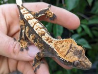 Crested Gecko Türleri